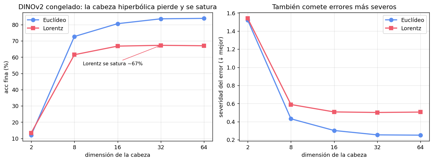 DINOv2 congelado euclideo vs Lorentz